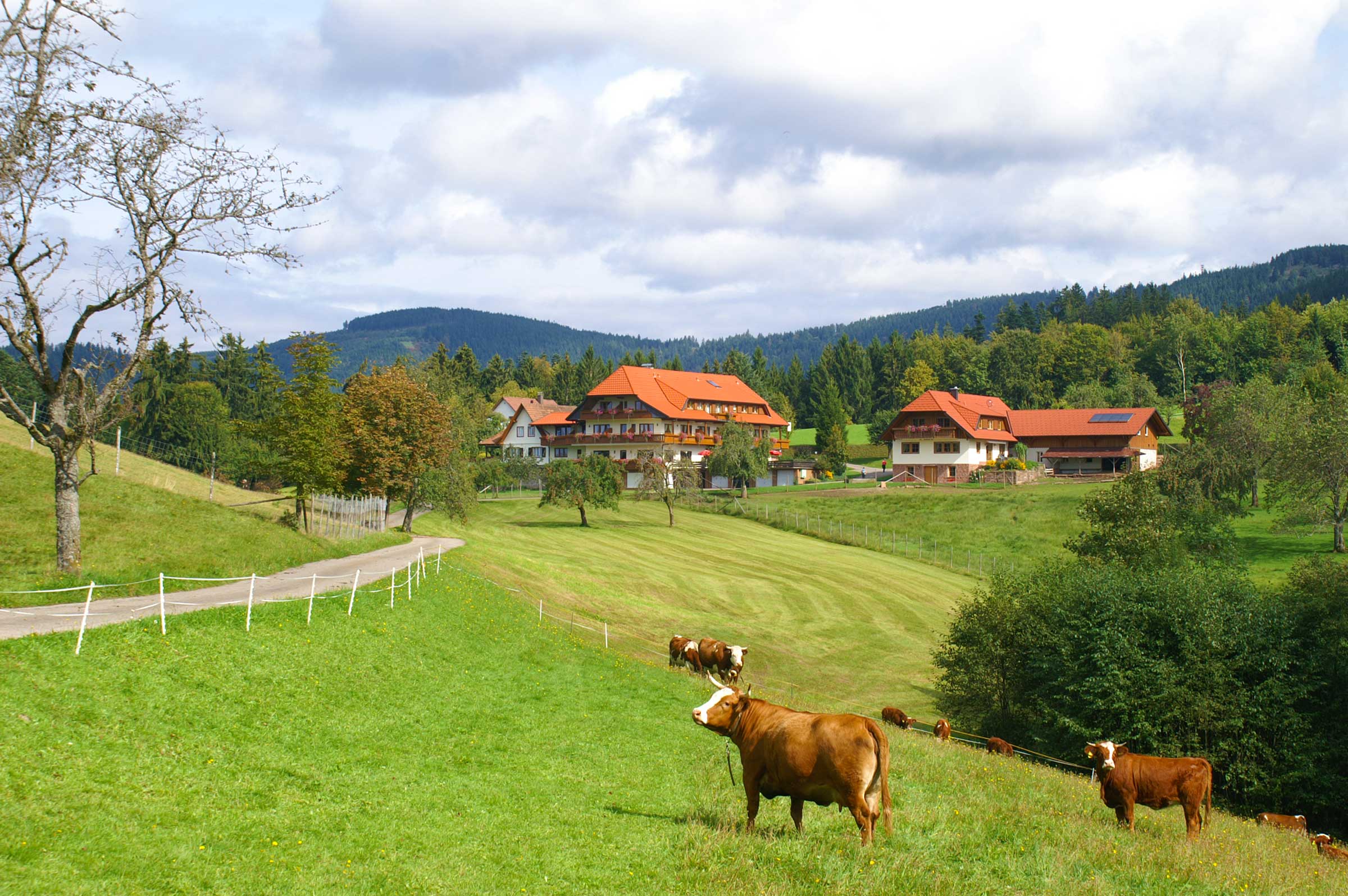 Hotel zum Breitenberg, (Bad Peterstal-Griesbach).  Ferienwohnung  Schwarzwald
