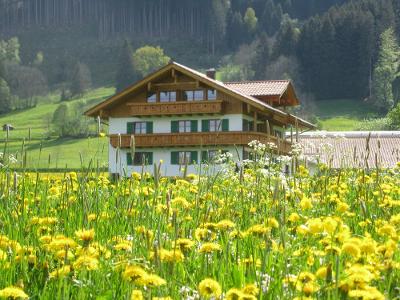 Löwenzahnfrühling