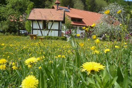 Unser Hof im Frühjahr/ Sommer in herrlicher Wiese