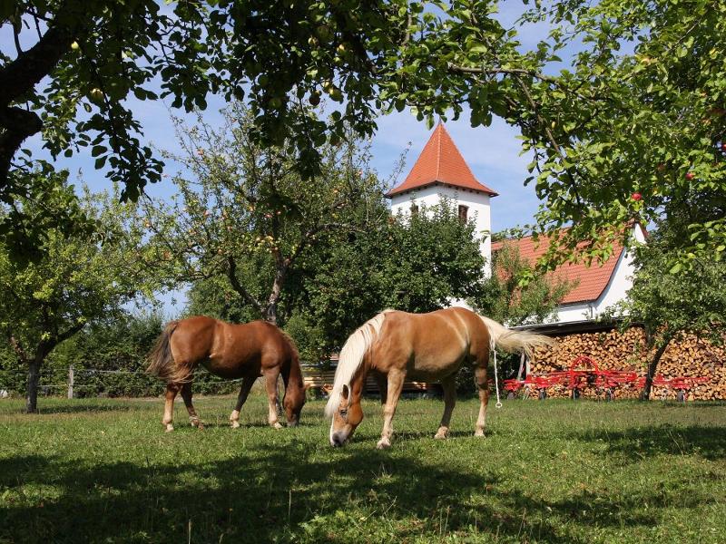 Pferde im Obstgarten