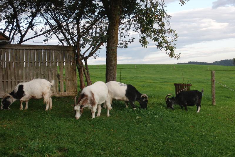 Unsere Ziegen auf der Weide
