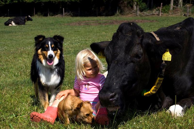 Kind zwischen Hund und Kuh