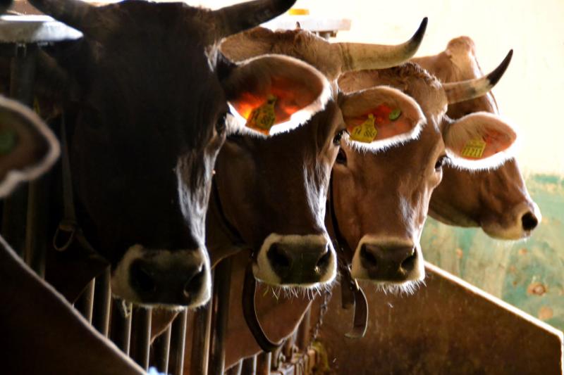 Die Kühe im Stall