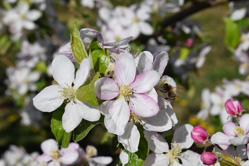 Apfelblüte mit fleißiger Biene