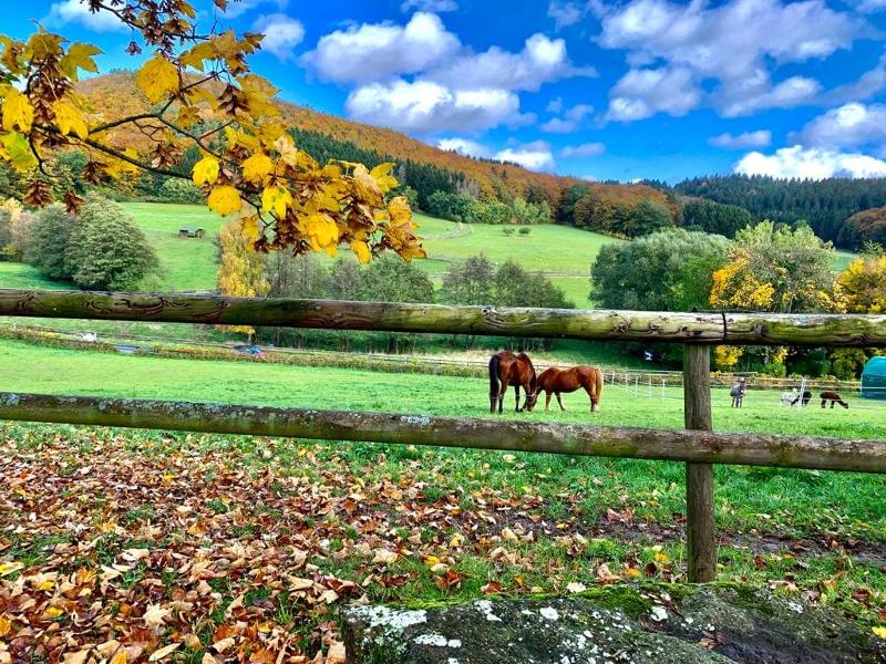 Blick auf die Pferdekoppeln im Herbst