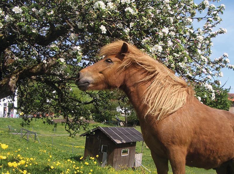 Pony Peterle - Gallionsfigur unseres Reithofes
