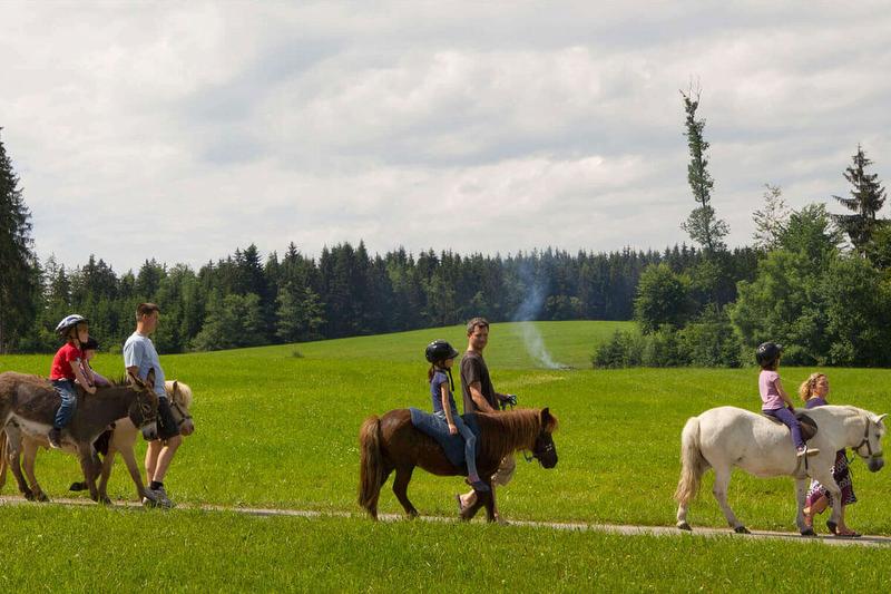 Pony- und Eselwanderung