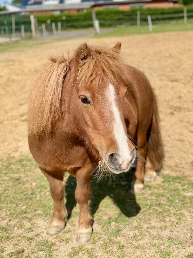 Max ,kleinstes Pony mit großem Herz