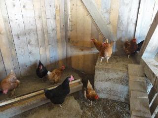 Im Hühnerstall / Rechteinhaber: &copy; Ranzinger Hof - Neben dem Stall haben wir auch einen großzügigen Auslauf für unsere Hühner