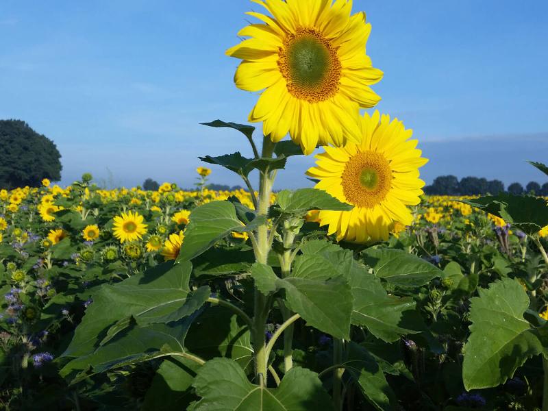 Sonnenblumen-Acker am Hof