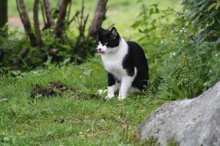Kater Paulchen - Wir haben momentan 7 Katzen auf dem Hof, die sich gerne streicheln lassen.