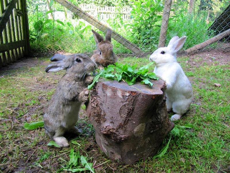 Unsere Kaninchen