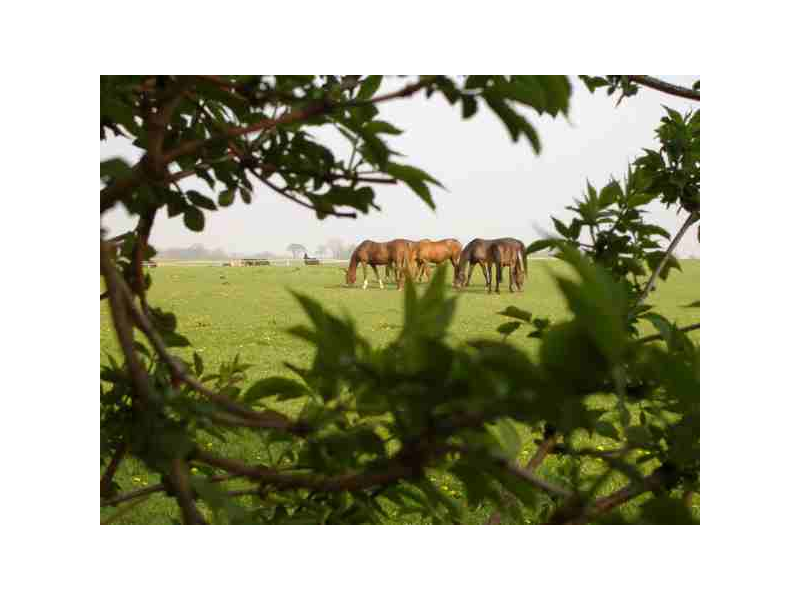 Pferde auf dem Landgut Lischow