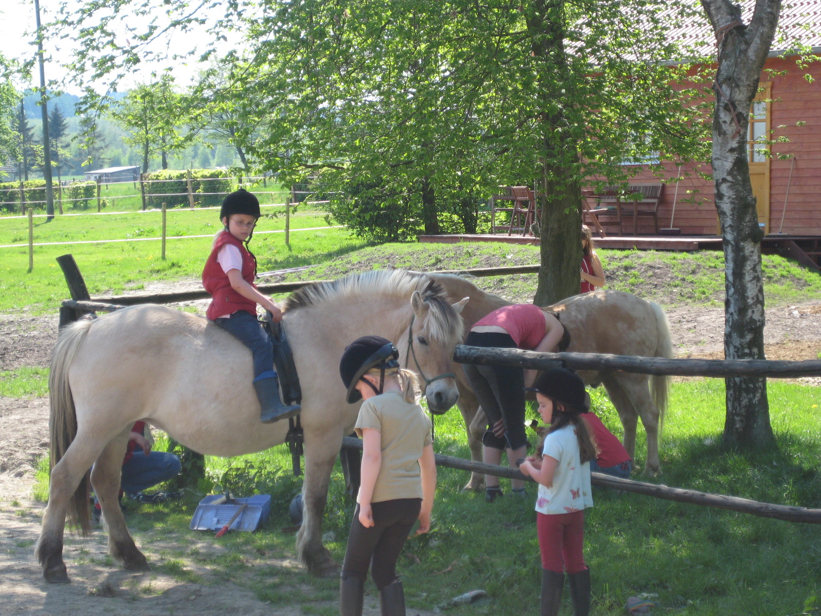 Kinder können bei uns mithelfen , Ponys putzen , Kälbchen füttern und Eier sammeln sind sehr beliebt