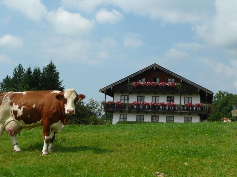 Eine unserer Kühe vor dem Thalerhof