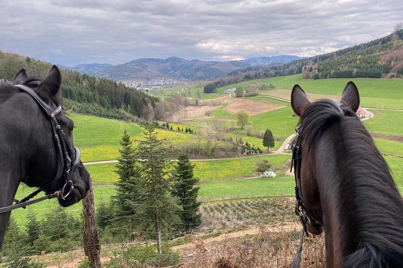 Auch unsere Pferde genießen den Blick ins Tal