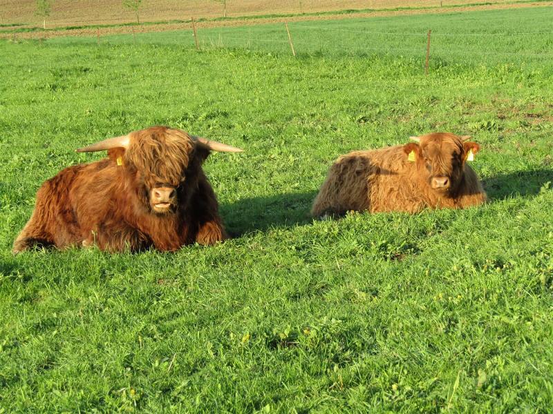 Unsere Rinder auf der Weide