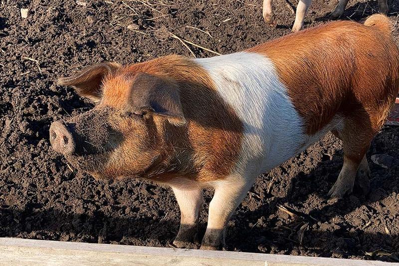 Das Rotbunte Husumer Schwein