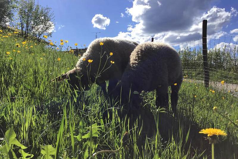 Die Schafe Lenze und Xare auf der sonnigen Weide
