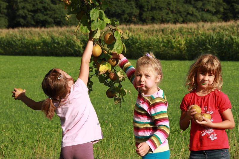 Kinder beim Apfel pflücken
