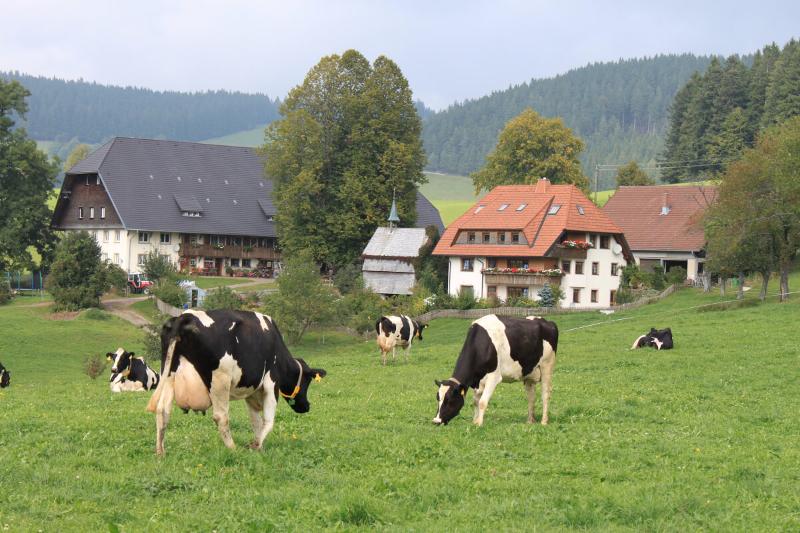 Fallerhof mit Kühen