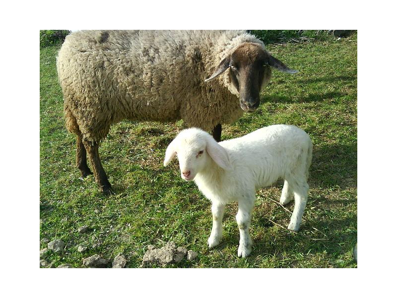 Unsere Schafe auf der Wiese