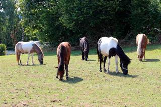 Unsere Pferde Tina, Scarlet, Tandri, Chakira und Mauna auf der Koppel / Rechteinhaber: &copy; Aignerhof