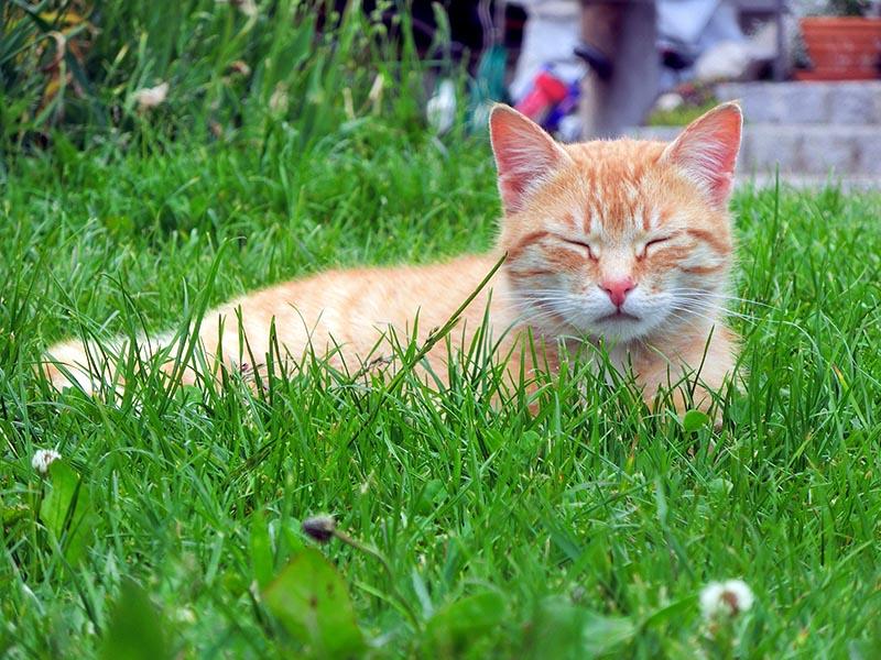 Peter der Schmusekater - Bei uns auf dem Hof leben insgesamt 10 Katzen zum Streicheln und füttern
