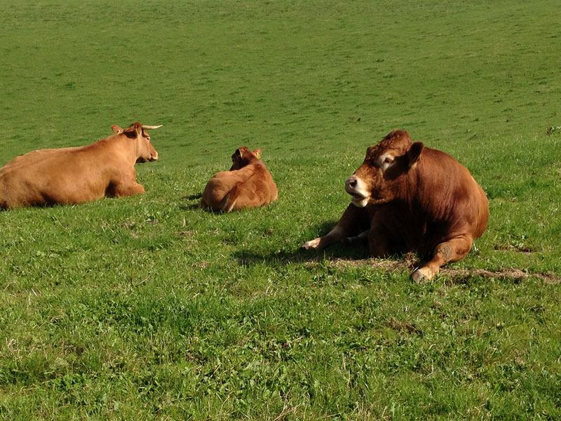 Entspannte Kühe auf der Weide