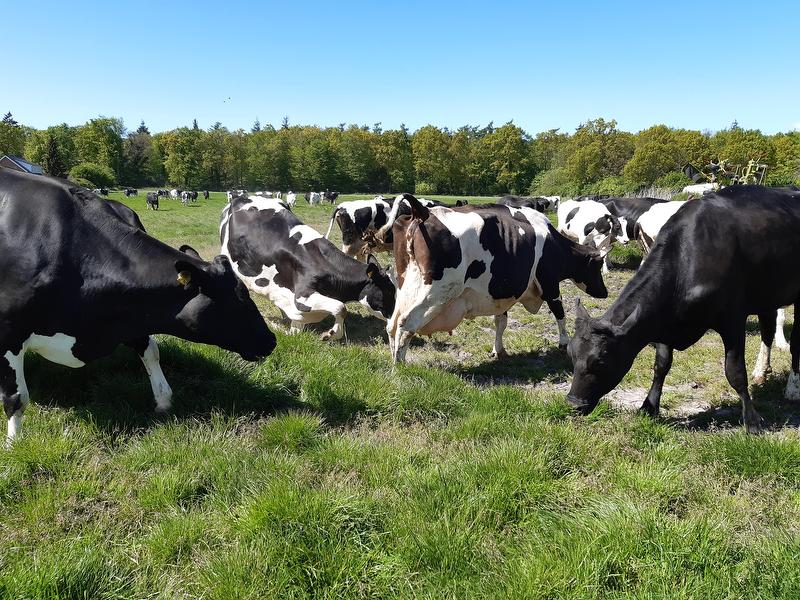 Unsere Kühe können im Sommer tagsüber auf die Wiese