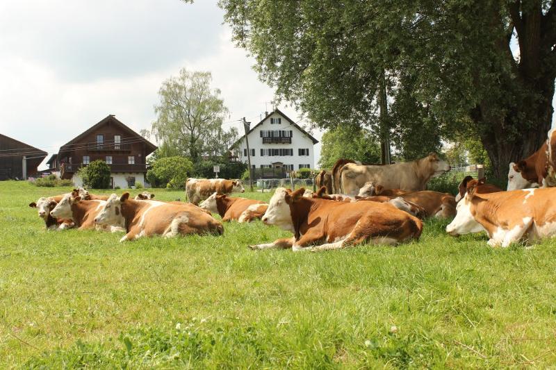 Hof und Austragshaus