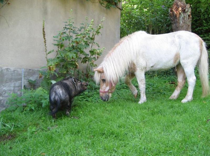 Eines unserer Ponys mit einem unserer Schweine