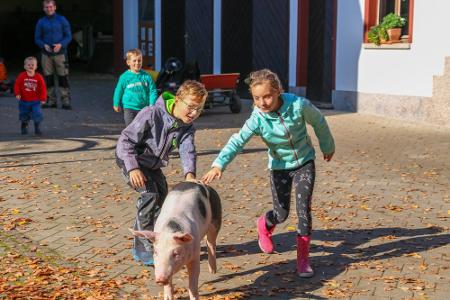 moarhof-kinder-schweine