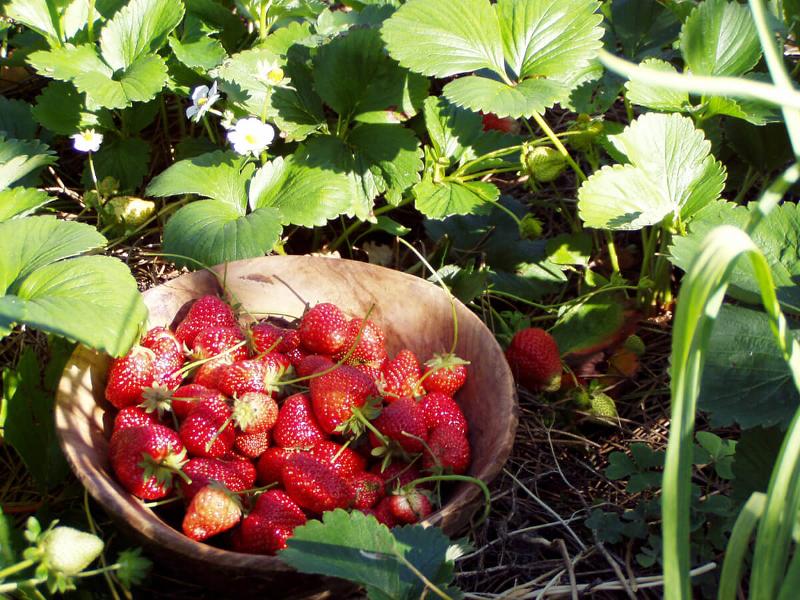 Leckere Erdbeeren direkt vom Feld