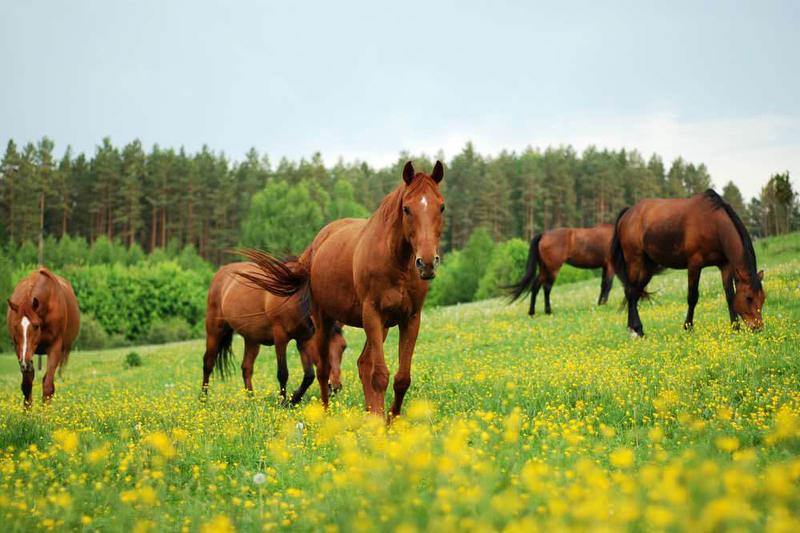 Unsere Pferde auf der Weide