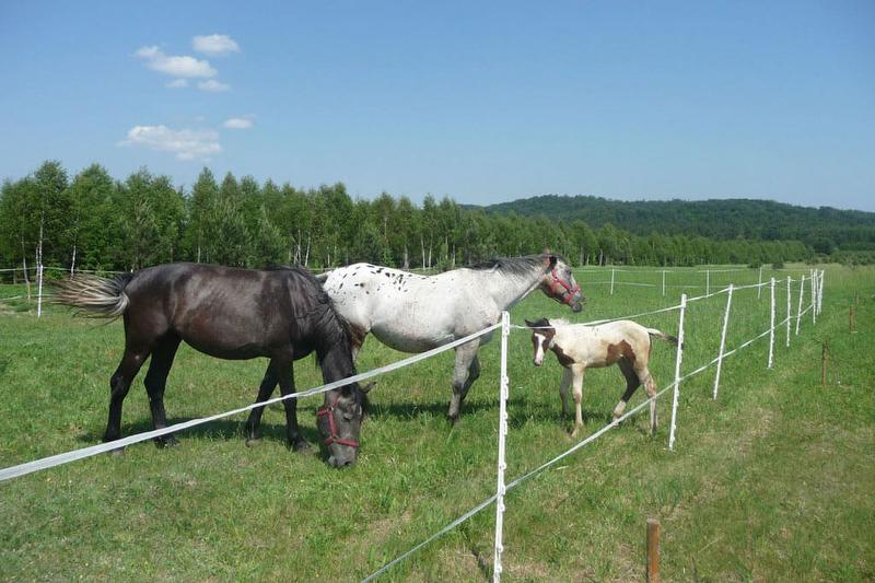 Unsere Pferde mit Fohlen auf der Weide