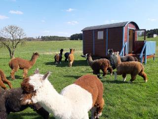 Schlafwagen Alpaka Farm Inti Kierspe Sauerland Unterk nfte