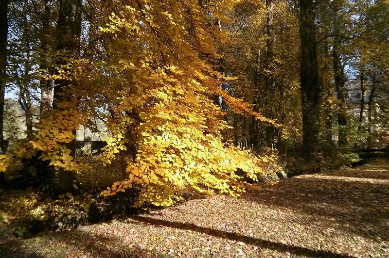 Herbst in Altastenberg