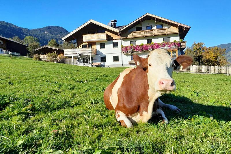 Kuh vor dem Schorpenhof