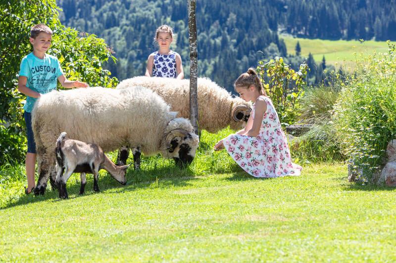 Schafe mit Kindern