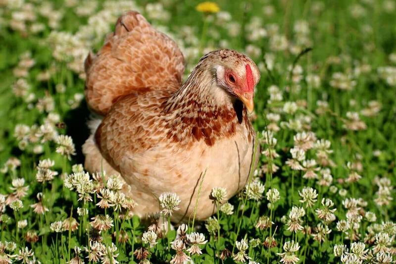 Huhn in der blühenden Wiese