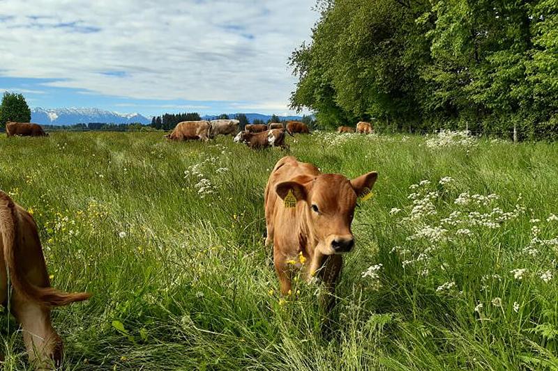 Unsere glücklichen Kühe grasen auf der Weide