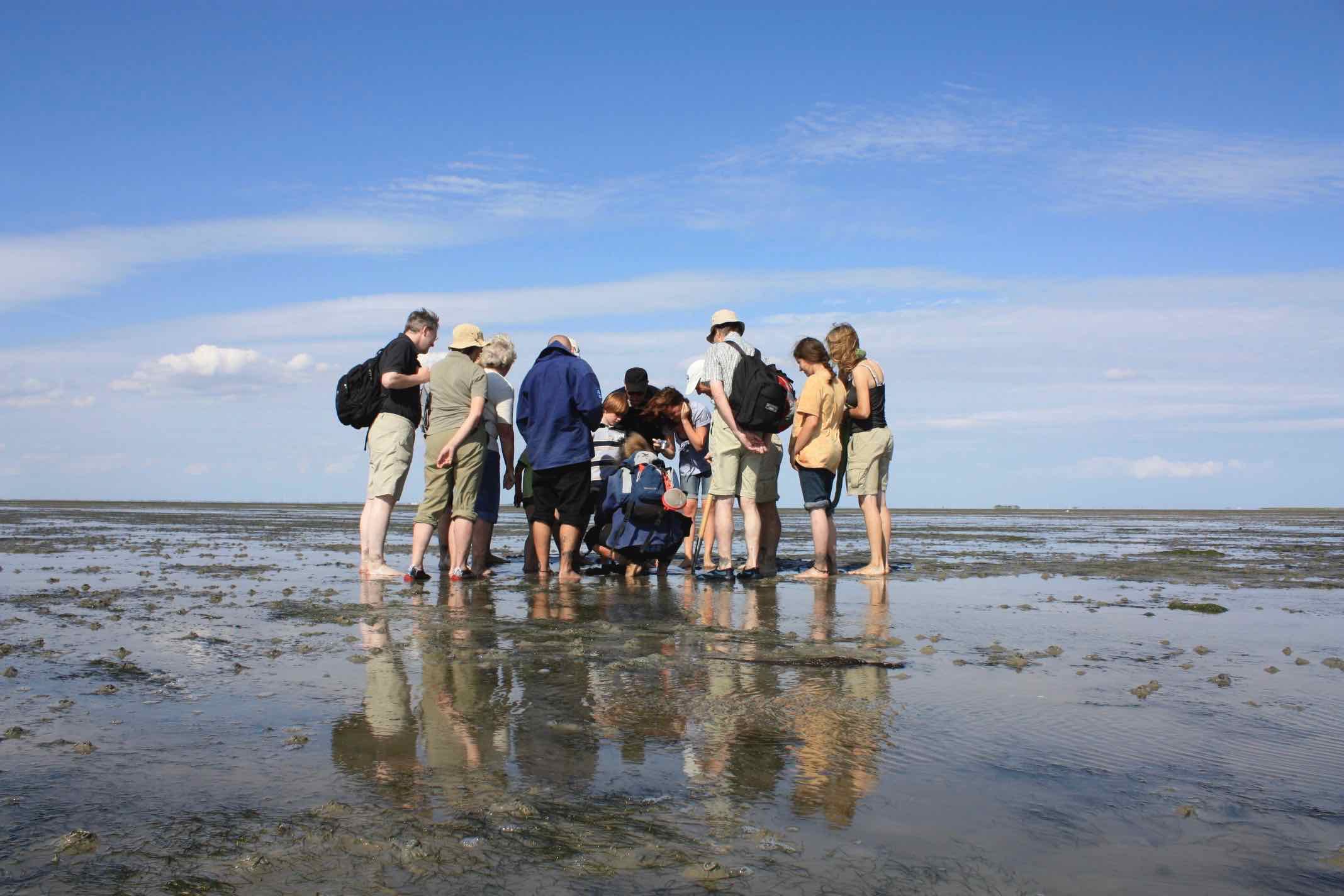 Wir entdecken auf der rund 2-stündigen Tour das Watt mit seinen vielen Bewohner und erfahren, wie sich Wattwurm, Strandkrabbe & Co an das Leben in diesem einzigartigen Lebensraum angepasst haben.
