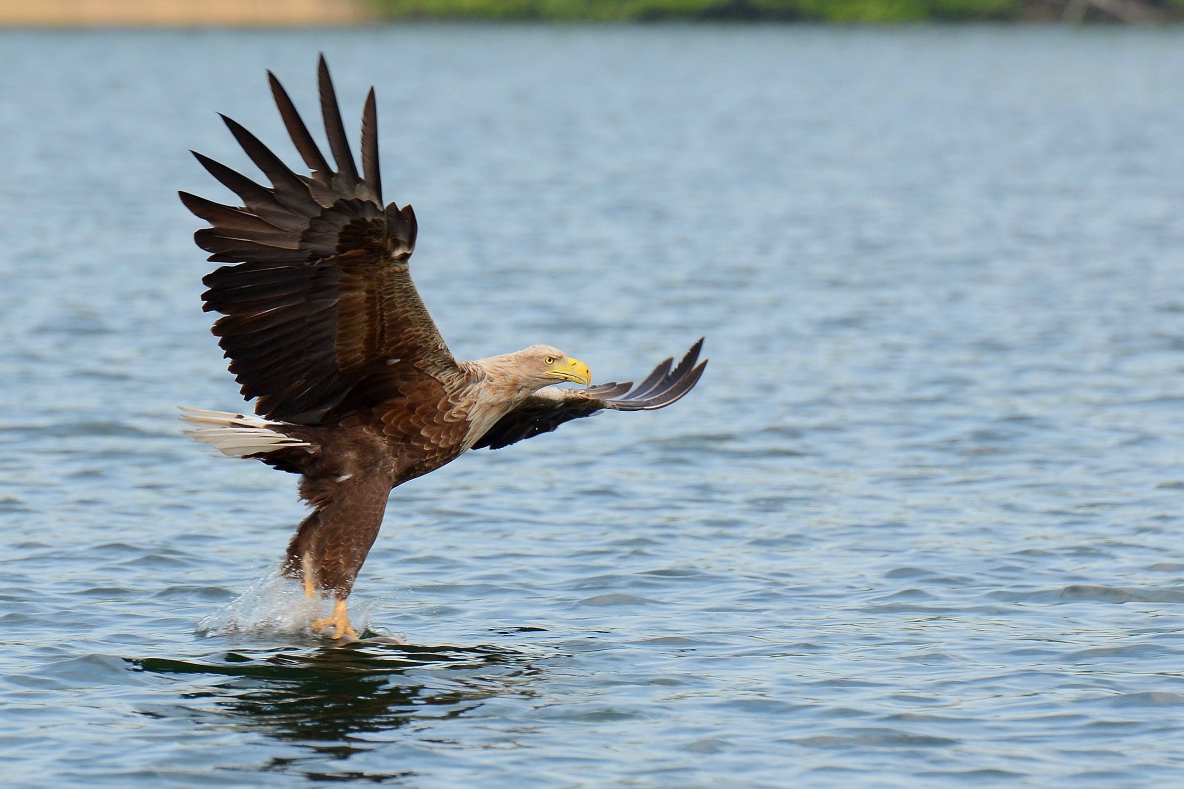 Erleben Sie die beeindruckende Vielfalt der Vögel im Speicherkoog am Nationalpark Wattenmeer. Wir laden Sie ein auf eine Entdeckungstour rund um heimische Brutvögel und weitgereiste Zugvögel.