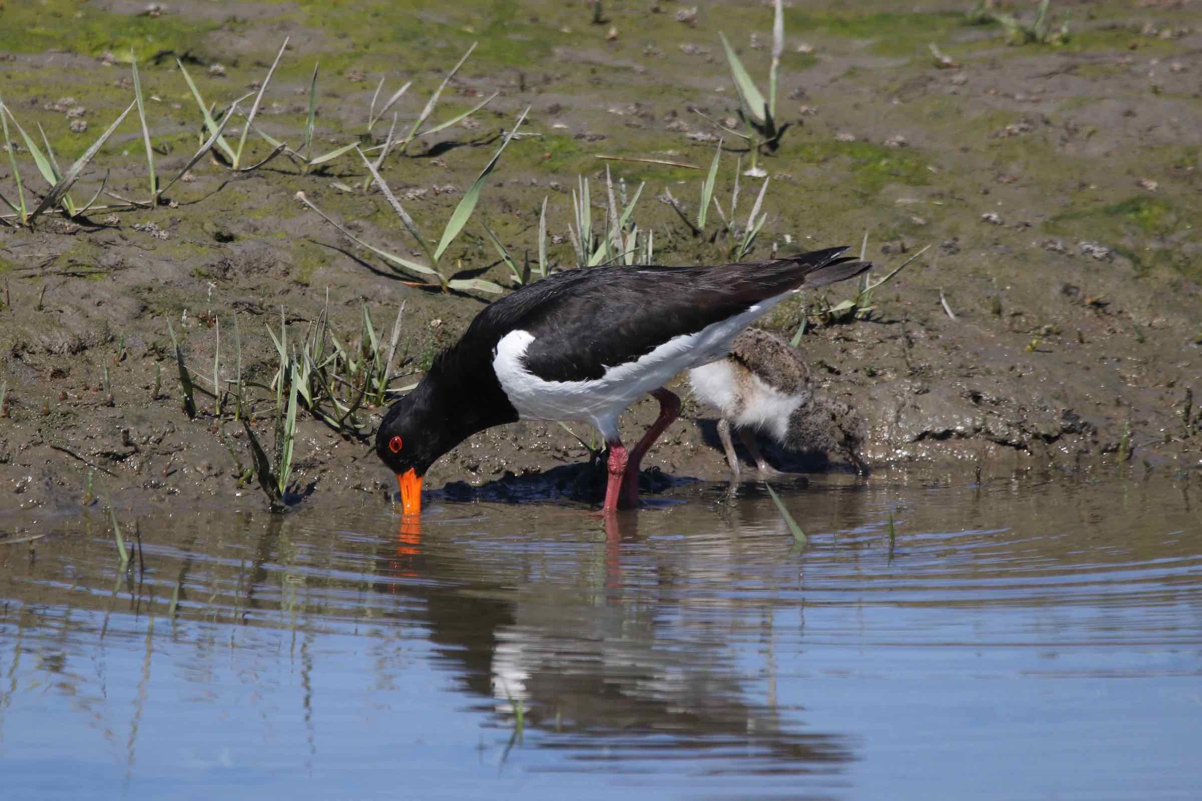 Das Wattenmeer und die Halligen haben eine besondere Bedeutung für die Vogelwelt. Wir stellen Ihnen die häufigsten Brut- und Rastvögel vor.