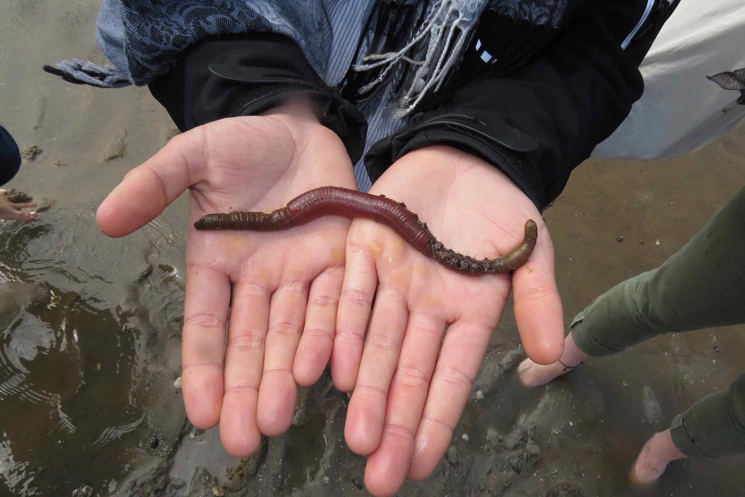 Kinder und Eltern entdecken mit der Schutzstation Wattenmeer den Lebensraum Wattenmeer mit Muscheln, Krebsen, Wattwurm und anderen spannenden Tieren.