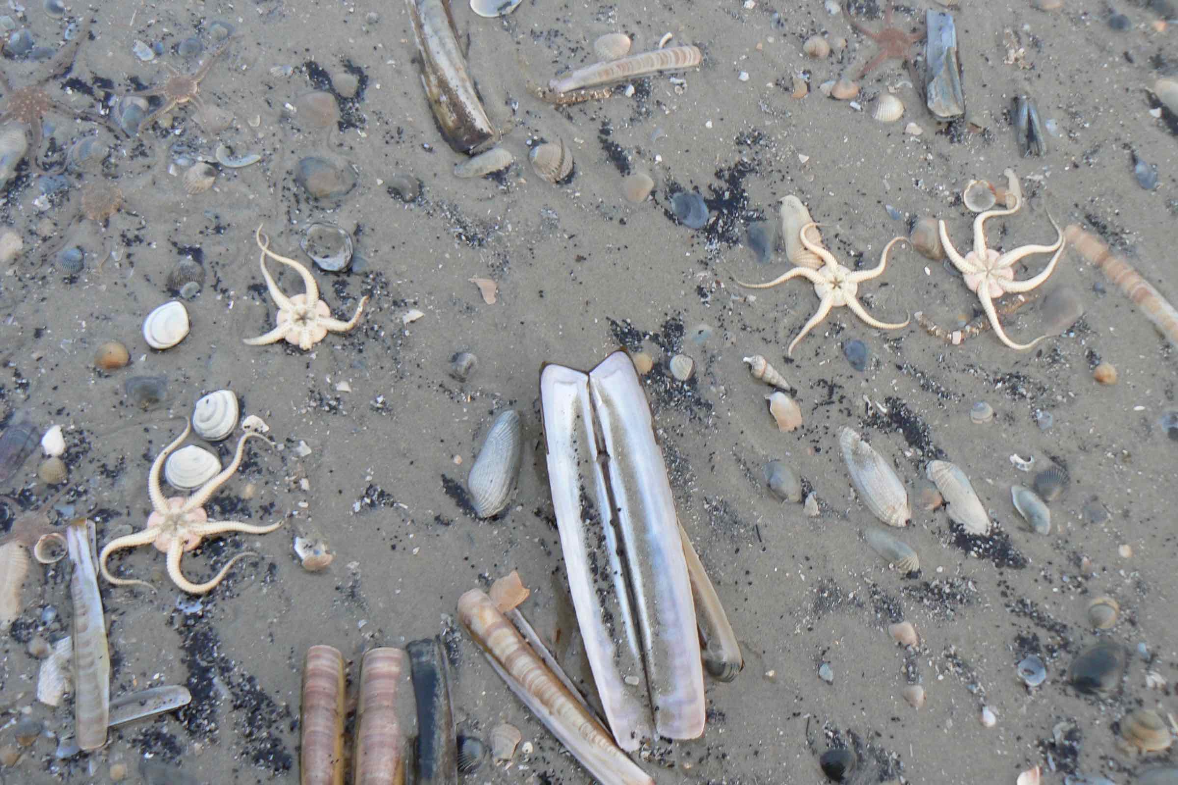 Muscheln, Müll und Bernstein - lerne im Nationalpark-Haus häufige Strandfunde kennen und schleife deinen eigenen Bernstein! Maximal können 9 Gäste teilnehmen, melden Sie sich daher bitte telefonisch an