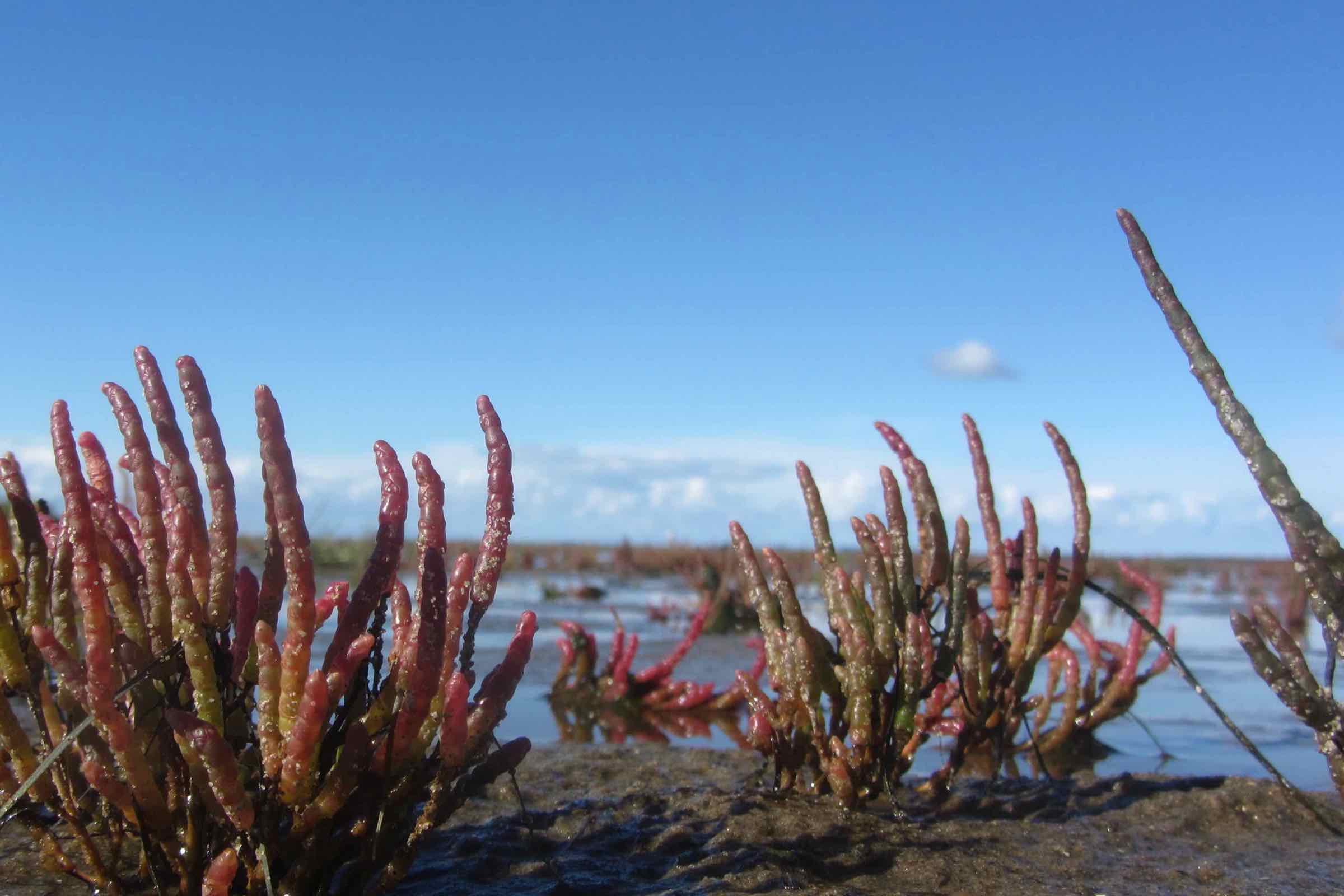 Die Salzwiese ist ein extremer Lebensraum, halb Meer halb Land. Auf dieser Führung stellt die Schutzstation Wattenmeer Nordstrand zahlreiche
Pflanzen vor und erkundet den Lebensraum mit allen Sinnen.