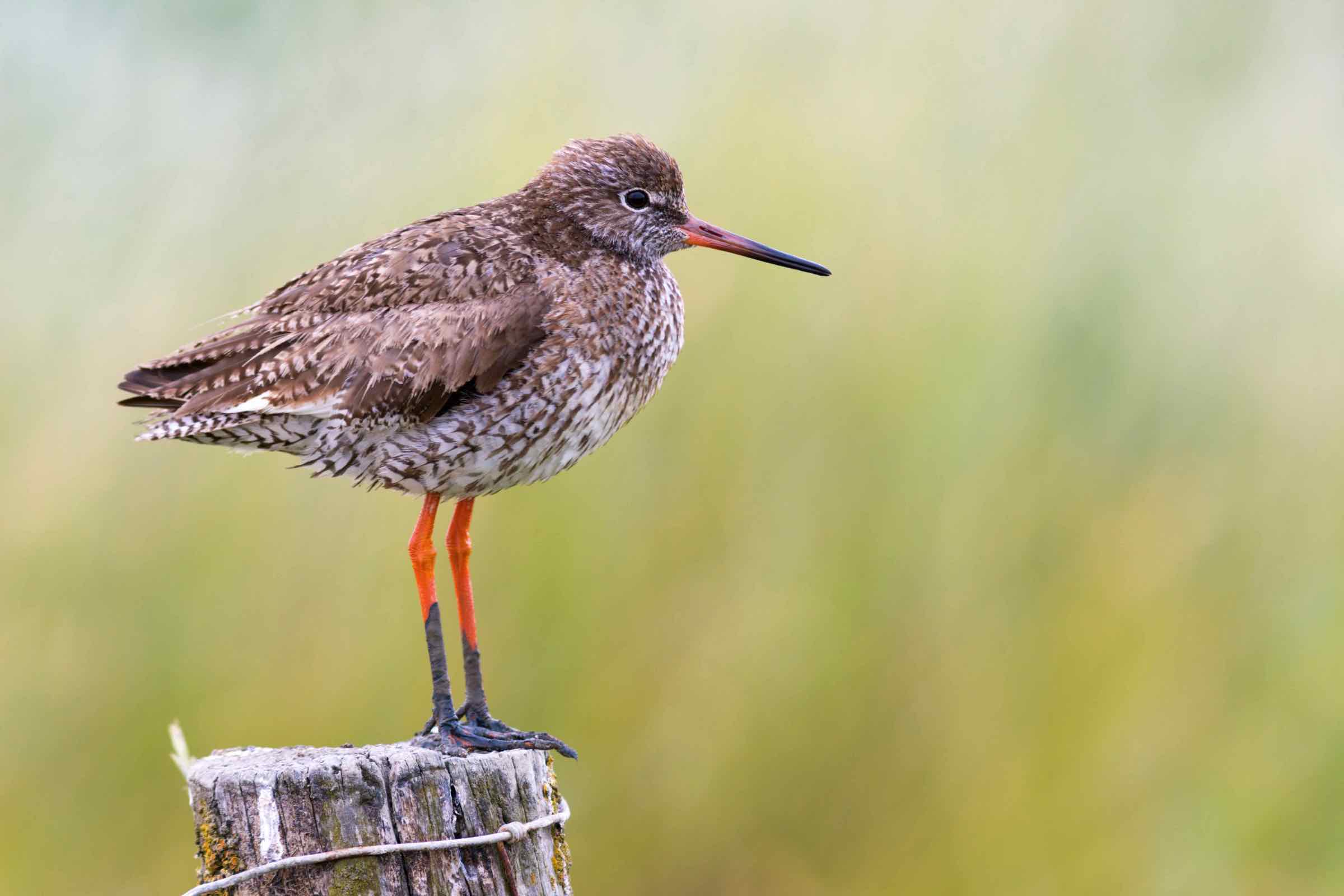 Radtour auf Nordstrand: Die Vogelwelt des Wattenmeers