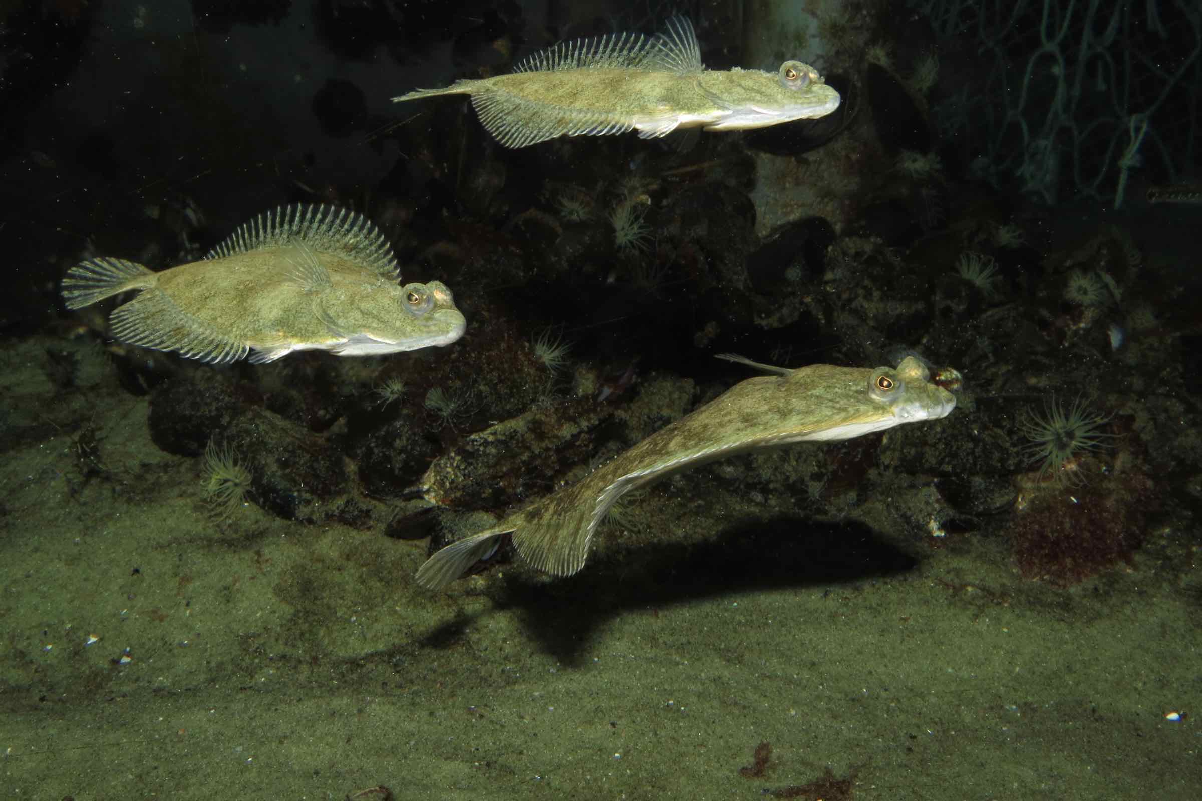 Aquarien geben uns die Möglichkeit unter die Wasseroberfläche zu blicken und die dortigen Tiere zu beobachten. Bei der Fütterung bekommen wir die häufigsten Fische des Wattenmeers so zu sehen.